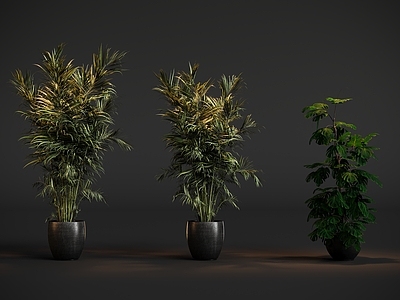 极简盆栽 盆栽植物摆件绿植