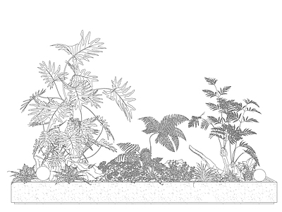绿植 植物盆栽