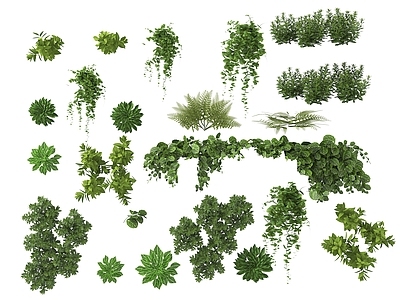 藤蔓 植物 垂挂植物 绿植 室内植物 植物墙