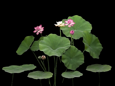 中式水生植物