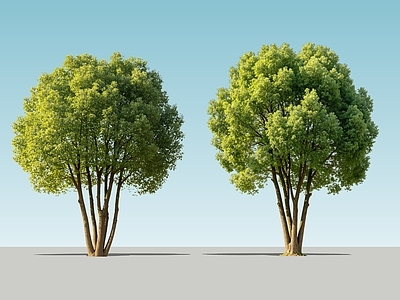 极简乔木 2D丛生香樟树 丛生香樟树 多杆香樟树 丛生乔木 丛生景观树