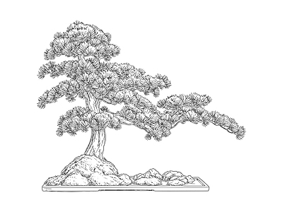 综合植物图库 新中式松树景观 庭院景观