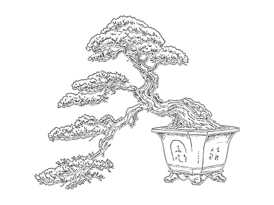 综合植物图库 松树 盆栽