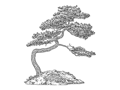 综合植物图库 园林 庭院