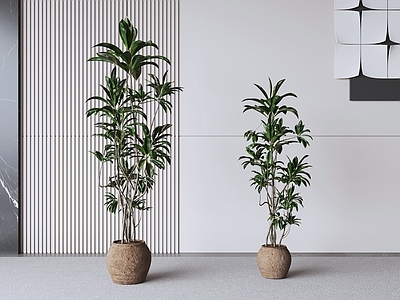 极简盆栽 绿植盆栽