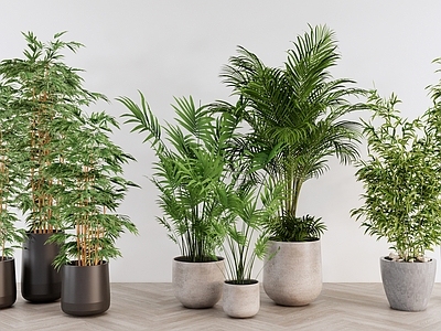 现代简约盆栽 室内绿植盆栽组合 散尾葵细叶竹 室内绿植软装 绿植盆栽盆景 绿植组合
