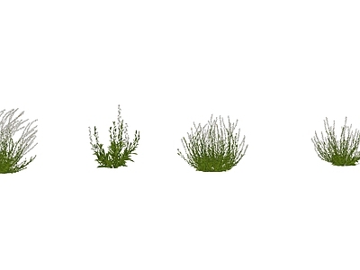极简草本植物