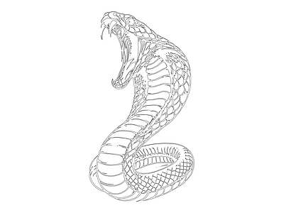 动物 蛇
