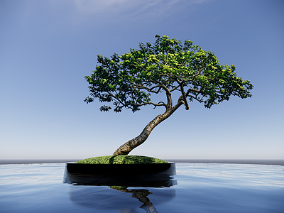 极简乔木 新中式2D植物 斜飘铁冬青 造型红果冬青 精品造型冬青 庭院地产景观树