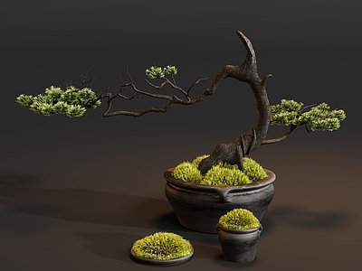 禅意盆景 盆栽苔藓松绿植