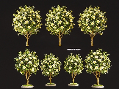 极简盆栽 2D金花茶果树 现代植物果树乔木
