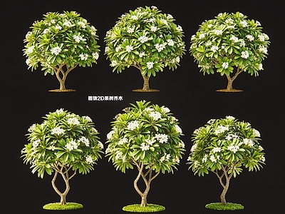 极简乔木 植物2D鸡蛋花 鸡蛋花树果树乔木