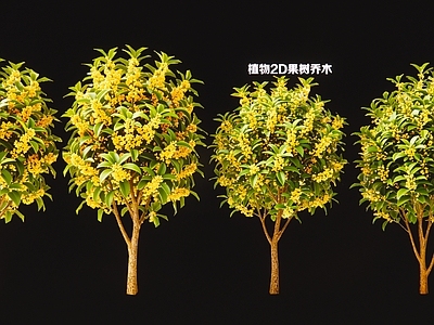 中式乔木 2D桂花树果树 现代植物果树乔木