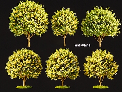 现代主义乔木 2D桂花树果树 现代植物果树乔木