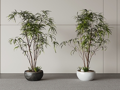 极简盆栽 竹子庭院竹子 景观竹庭院小品