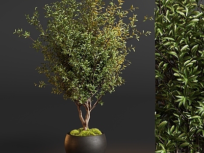 极简盆栽 盆栽绿植树