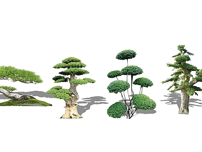 新中式景观盆栽 2D现代植物组合 黑松罗汉松 油松迎客松
