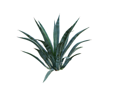 多肉植物
