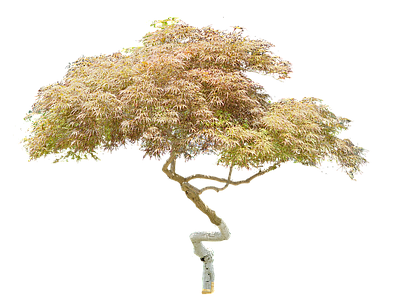 禅意乔木