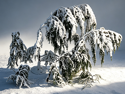 禅意盆景 积雪树木 冬季树木 冬天树木 积雪植物 冬季植物