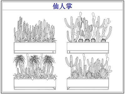 绿植 仙人掌多肉植物