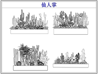 绿植 仙人掌多肉植物