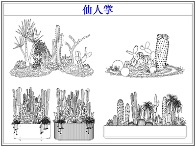 绿植 仙人掌多肉植物