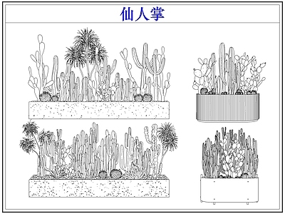 绿植 仙人掌多肉植物
