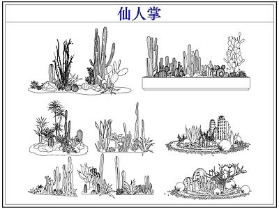 绿植 仙人掌多肉植物