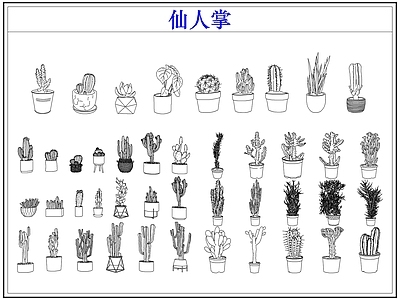 绿植 仙人掌多肉植物