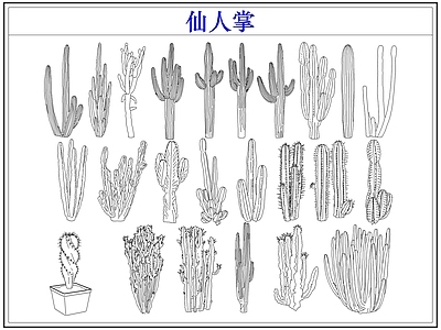 绿植 仙人掌多肉植物