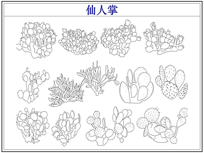 绿植 仙人掌多肉植物
