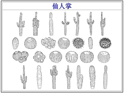 绿植 仙人掌多肉植物