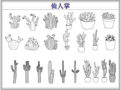 绿植 仙人掌多肉植物