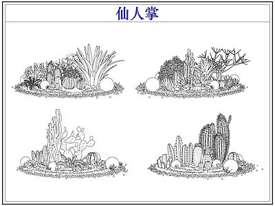 绿植 仙人掌多肉植物