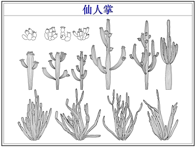 绿植 仙人掌多肉植物