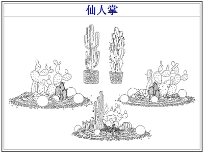绿植 仙人掌多肉植物