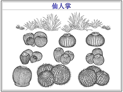 绿植 仙人掌多肉植物