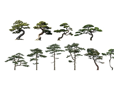 新中式景观乔木 造型松 黑松 2D松树 精品松树 罗汉松