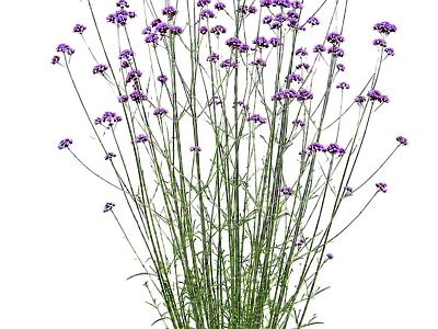 2D花草