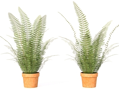 美式草本植物