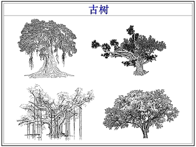 乔木种植 大树古树木乔木