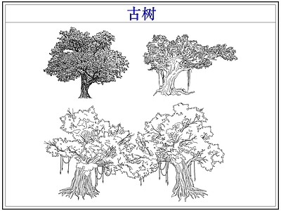 乔木种植 大树古树木乔木