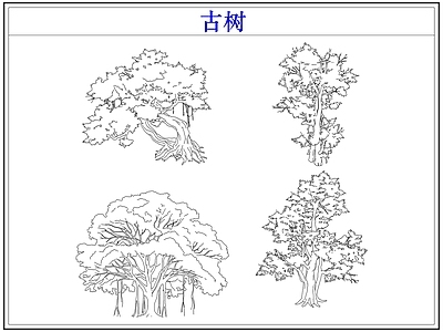 乔木种植 大树古树木乔木