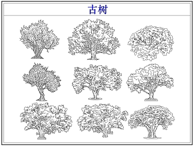 乔木种植 大树古树木乔木