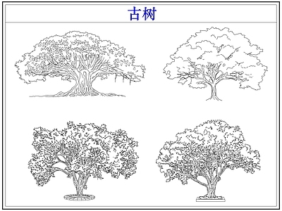 乔木种植 大树古树木乔木