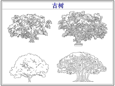 乔木种植 大树古树木乔木