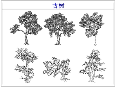乔木种植 大树古树木乔木