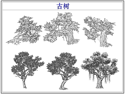 乔木种植 大树古树木乔木