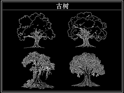 乔木种植 大树古树木乔木